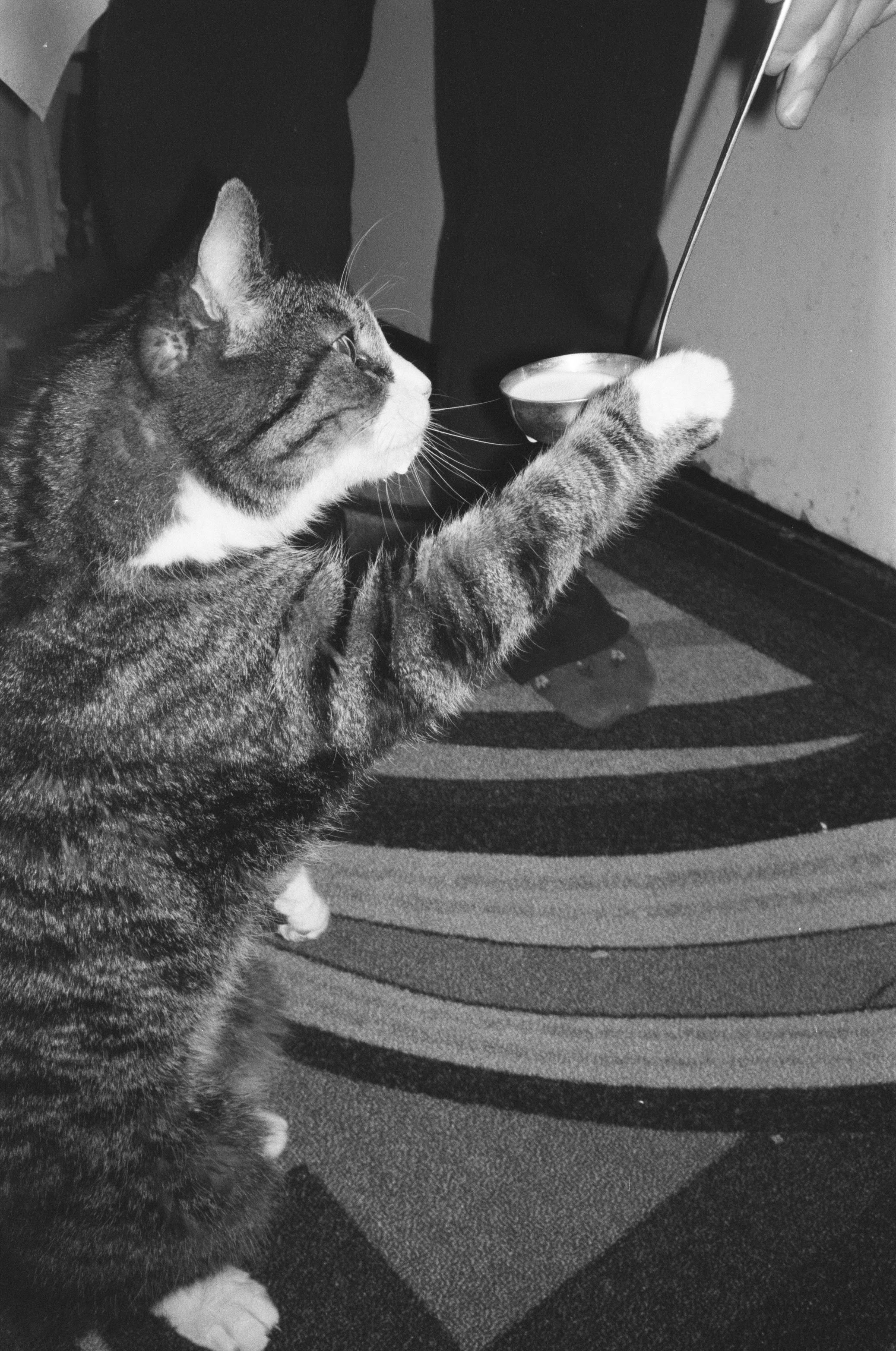 The Milk Searcher